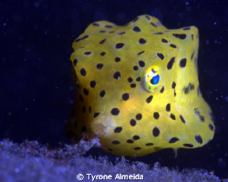 A Yellow box fish pouts for the camera while seemingly su... by Tyrone Almeida 